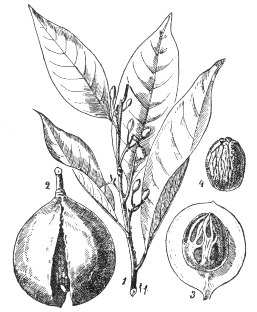 Botanical drawing of a nutmeg branch, fruit, mace-covered seed and kernel